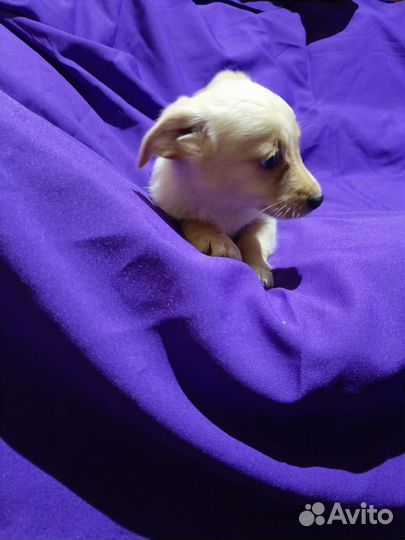 Собаки животные