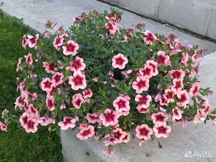 Рассада вегетативной петунии и колибрахоа