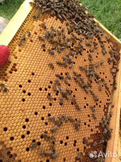 Пчелопакеты