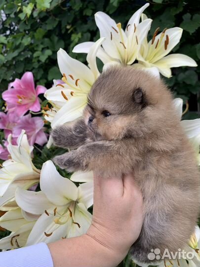 Помераночка