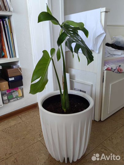 Монстера, комнатное растение