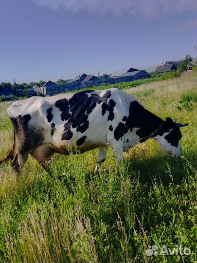 Продам телку 3 месяца