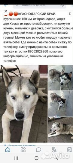 Бесплатно Хаски