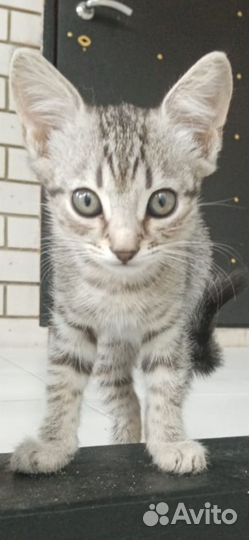 Котята в надёжные руки