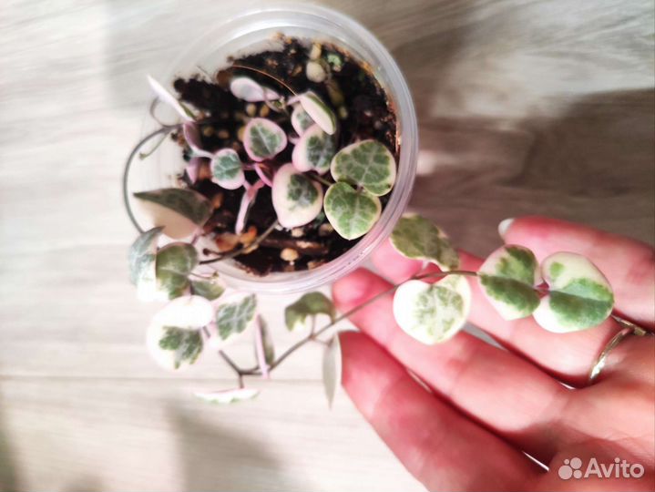 Церопегия Вуда вариегатная