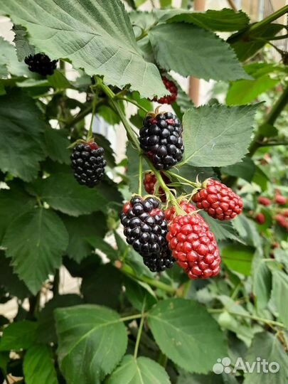 Черная малина