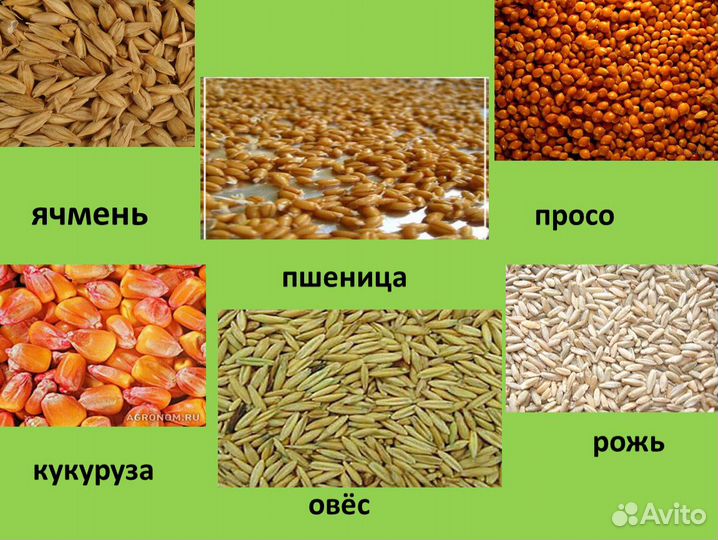 Пшеница, ячмень, горох, овёс, комбикорма