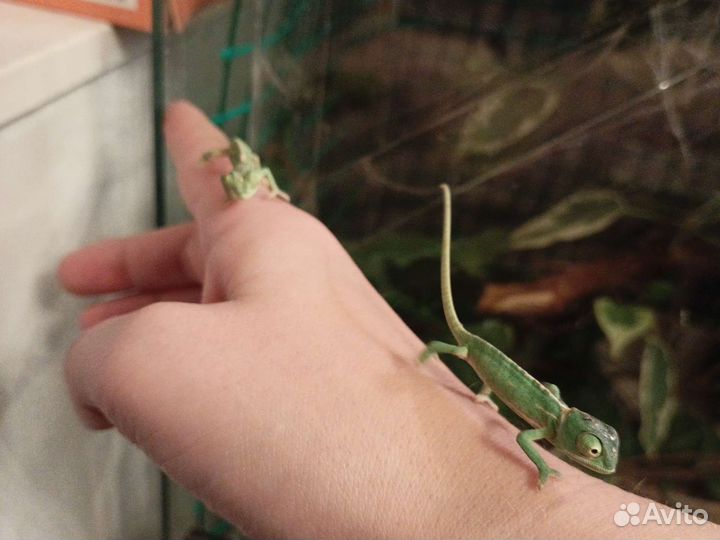 Йеменский Хамелеон