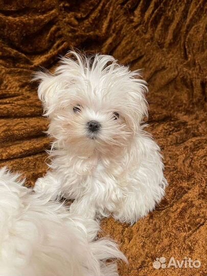 Микро мальчик мальтезе. Мальтийская болонка щенки