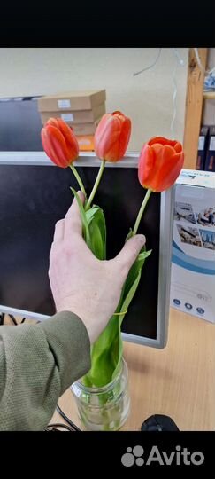 Тюльпаны к 8 марта букеты 60-70см длина цветка