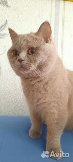 Котик, британец с шотландцем