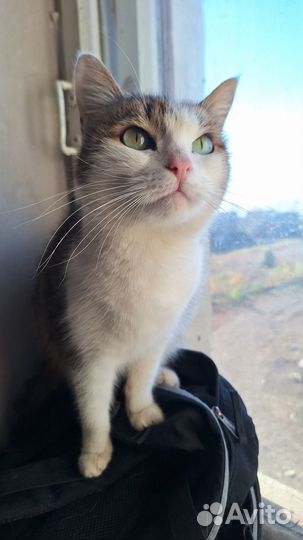 Кошка Ксюша