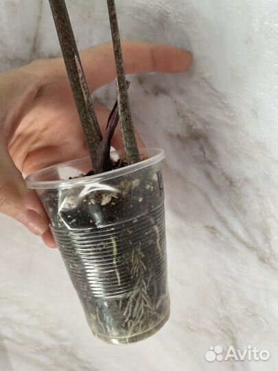 Каладиум Elise