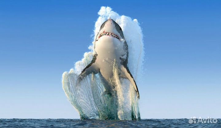 DVD National Geographic Океанские бродяги лицензия