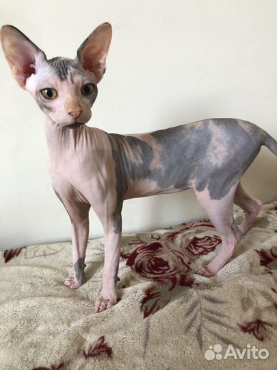 Канадский сфинкс эльф