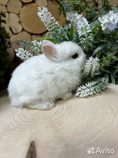 Карликовый кролик породы Гермелин из питомника