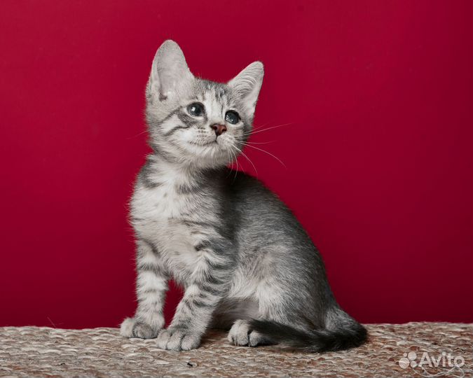 Кошка - мама и котята