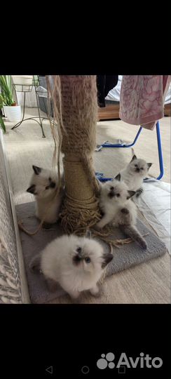 Котятаневские маскарадные