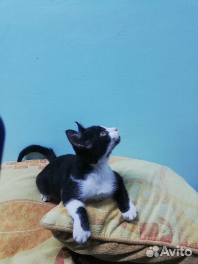 Супер Мурзилочка