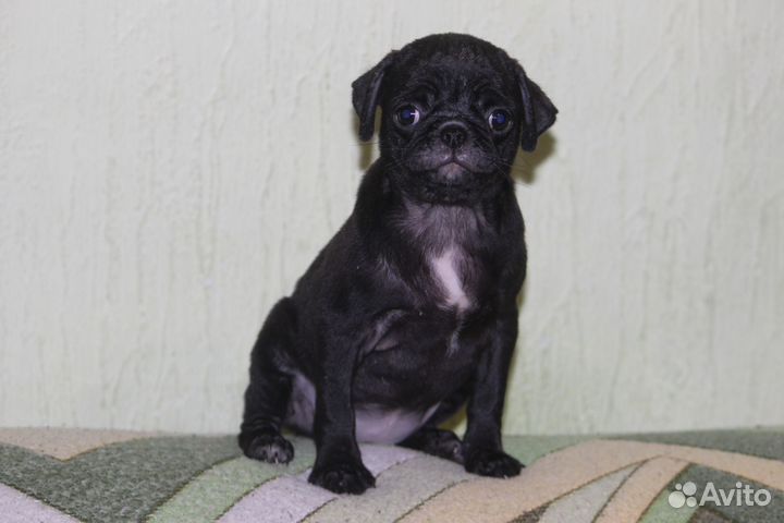 Щенки мопса чёрные