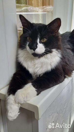Отдам кота в добрые руки