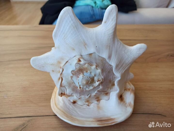 Морская раковина