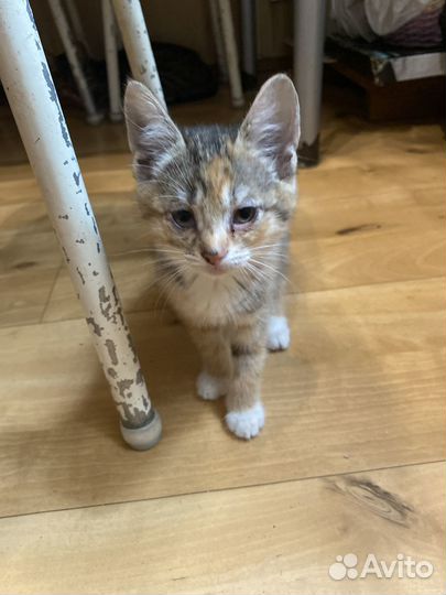 Отдам ласковых котят в хорошие руки