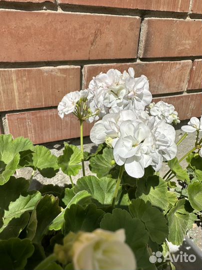 Герань пеларгония