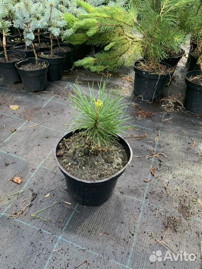 Кедр корейский (Сосна кедровая корейская)