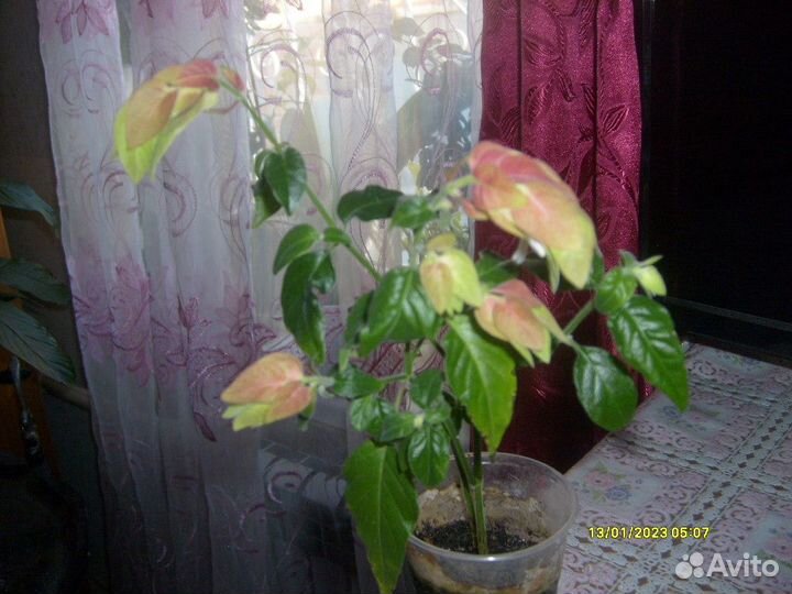 Белопероне