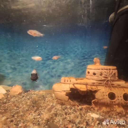 Цихлазома мальки