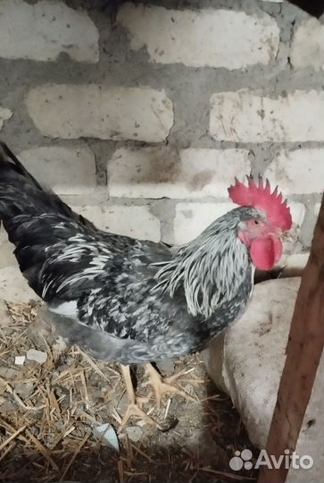 Молодые петухи