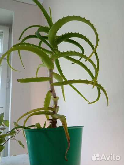 Комнатные растения