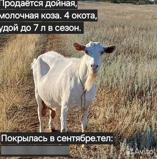 Коза дойная
