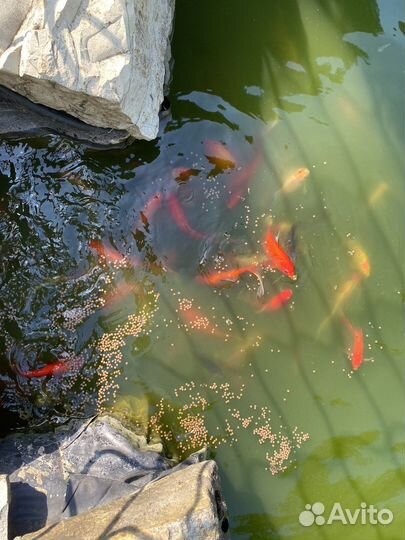 Живая рыба оптом карп