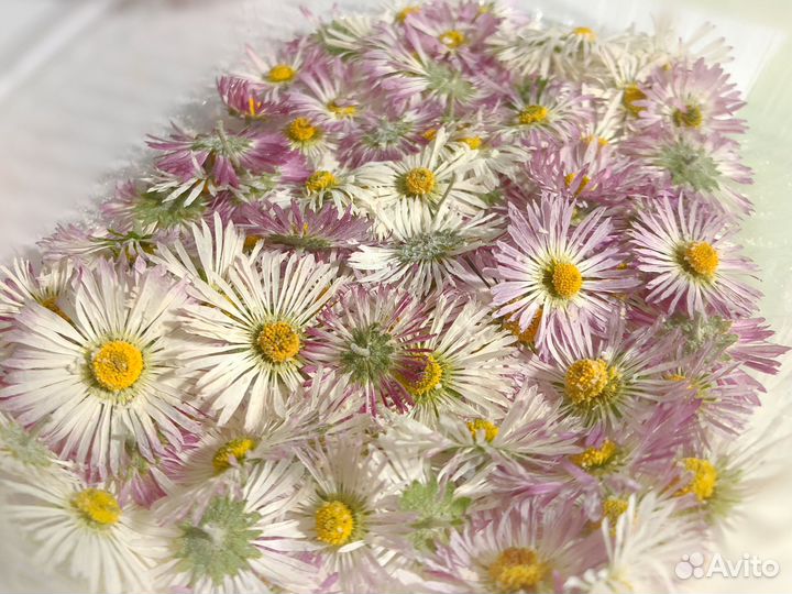 Цветы сухие для рукоделия