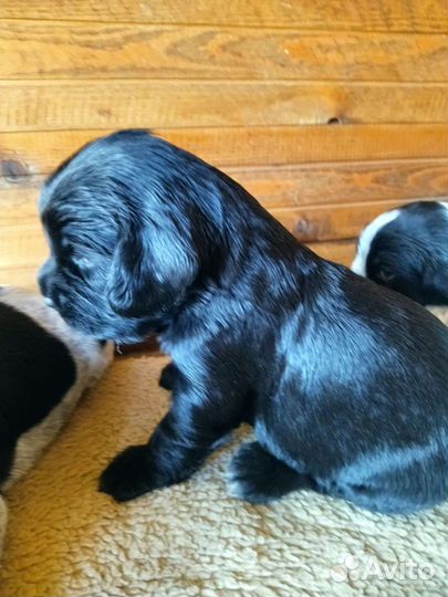 Спаниель щенки