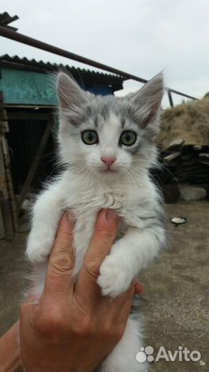 Отдам в добрые руки