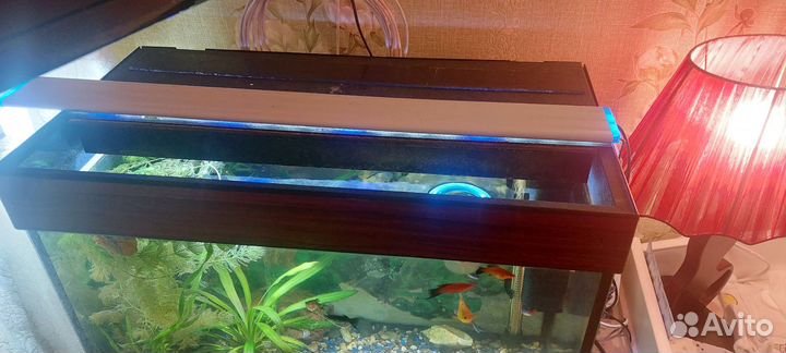 Аквариумные рыбки