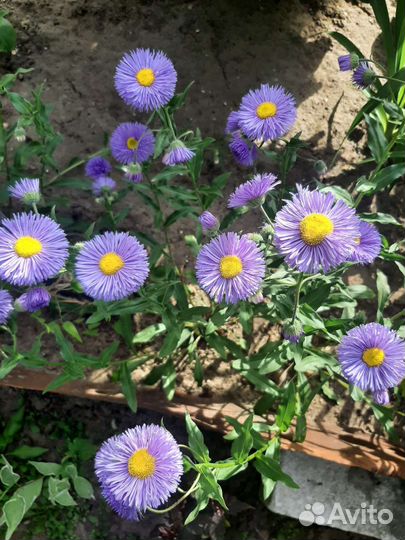 Цветы многолетние