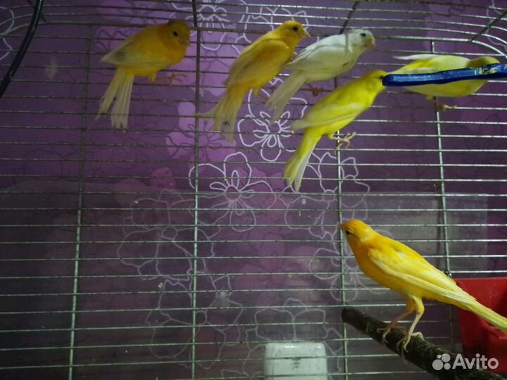 Канарейки и кенары