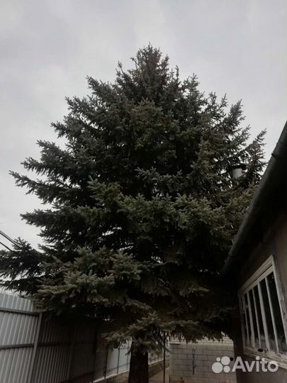 Ель