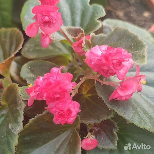 Бегония вечноцветущая махровая