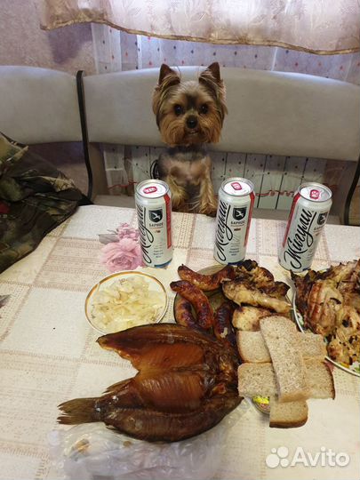 Щенки йорка мини