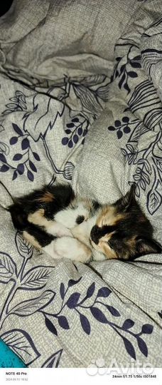 Рыжие котята в добрые руки