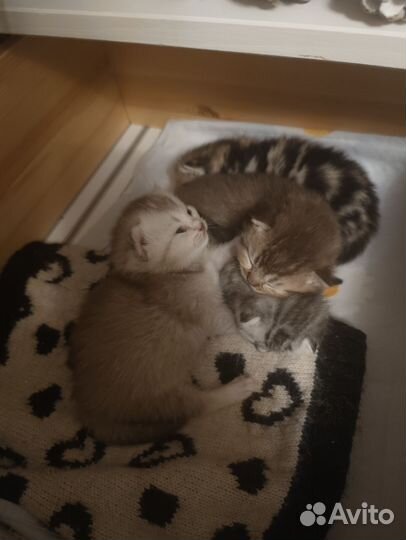 Шотландские котята