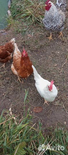 Куры несушки
