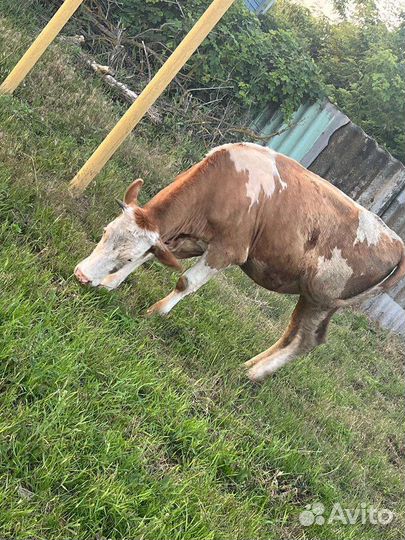 Тёлка.Корова