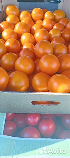 Помидор домашний