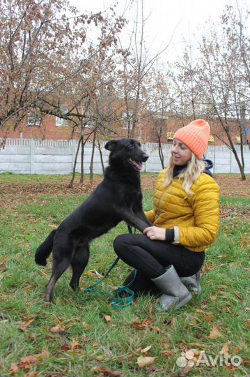 Собака красотка ищет дом